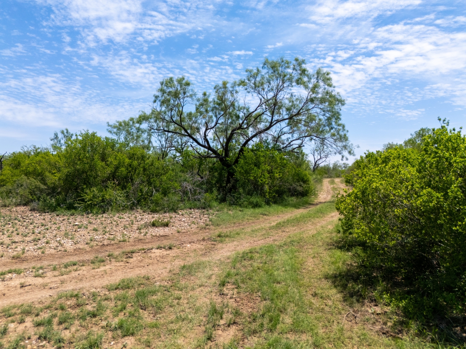 Two-track ranch road curving through green mesquite brush under a blue sky on the 320 acre ranch in Uvalde County, TX