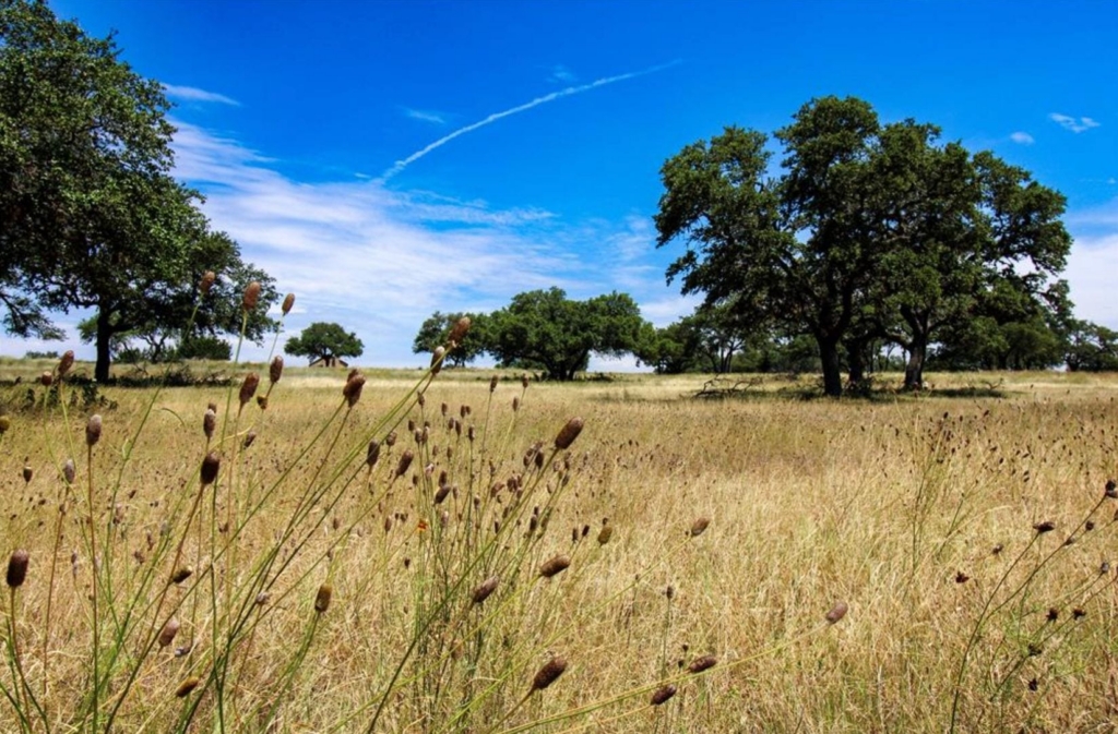 Oak trees and native grasses under a blue sky on the Majestic Hills lot in Blanco County, TX